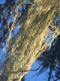 Ramalina menziesii image