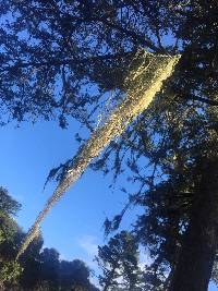 Ramalina menziesii image