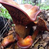 Omphalotus olivascens image