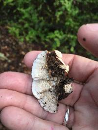 Trametes versicolor image