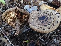 Chlorophyllum brunneum image