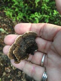 Trametes versicolor image
