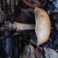 Rhodocollybia butyracea image