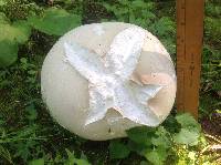 Calvatia gigantea image