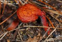 Ganoderma lucidum image