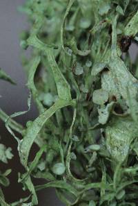 Ramalina leptocarpha image