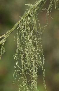 Ramalina menziesii image