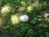 Calvatia gigantea image