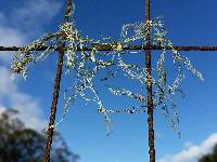 Ramalina menziesii image