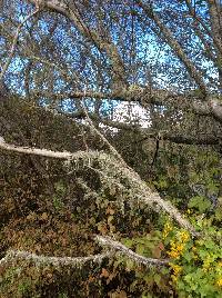 Ramalina leptocarpha image