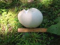 Calvatia gigantea image