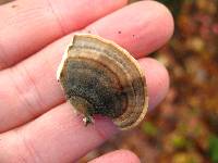 Trametes versicolor image