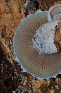 Stropharia aeruginosa image