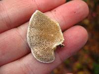 Trametes versicolor image