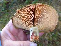 Lactarius rubrilacteus image