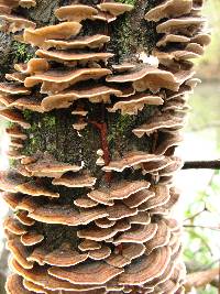 Trametes versicolor image