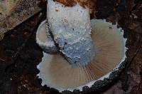 Stropharia aeruginosa image