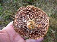 Lactarius rubrilacteus image