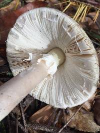 Amanita phalloides image