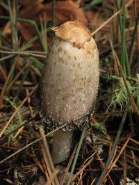 Coprinus comatus image