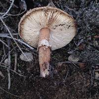 Chlorophyllum brunneum image