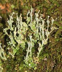 Cladonia concinna image