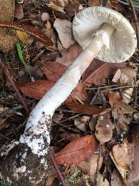 Amanita phalloides image