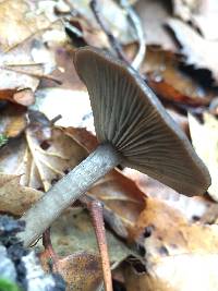 Pseudoclitocybe cyathiformis image