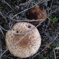 Chlorophyllum brunneum image