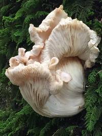 Pleurotus ostreatus image