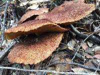 Suillus caerulescens image