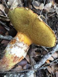 Suillus caerulescens image