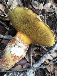 Suillus caerulescens image