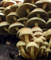 Hypholoma fasciculare image