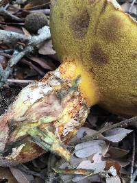 Suillus caerulescens image