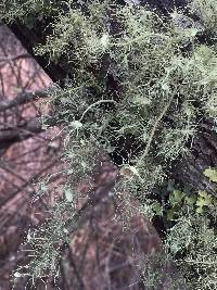 Usnea intermedia image