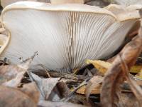 Pleurotus ostreatus image