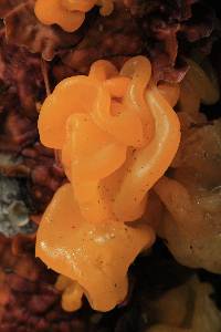 Tremella aurantia image