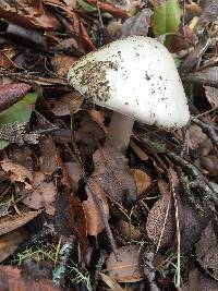 Amanita phalloides image