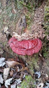 Ganoderma lucidum image