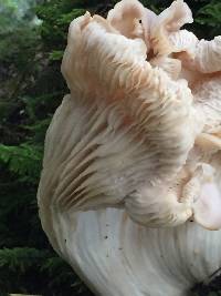 Pleurotus ostreatus image