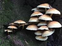 Hypholoma fasciculare image