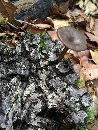 Pseudoclitocybe cyathiformis image