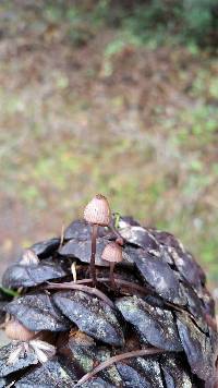 Mycena purpureofusca image