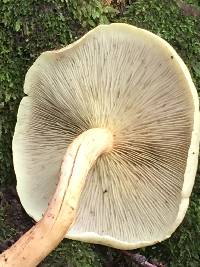 Hypholoma fasciculare image