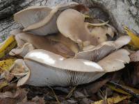 Pleurotus ostreatus image