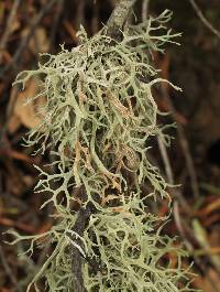 Evernia prunastri image