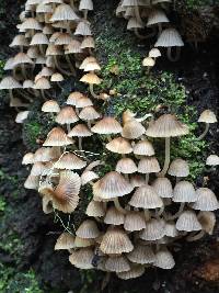 Coprinellus disseminatus image