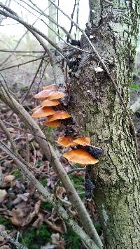 Flammulina velutipes image