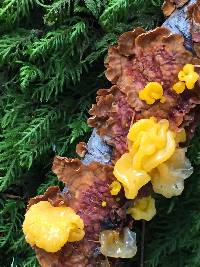 Tremella aurantia image